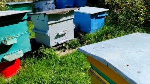 обработка от клеща