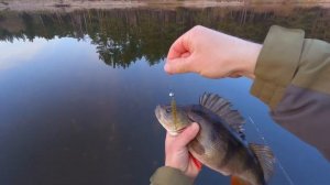 Твистер Lucky John Ultra Worm Curly: обзор, проводки, лучшие цвета 140198