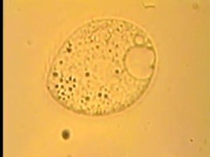 Инфузория Chilodonella uncinata