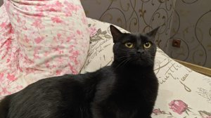 клип песни Матушка земля и киска Ириска.