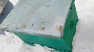 оттерель, проблеммы в семьях, немного о породах пчел.