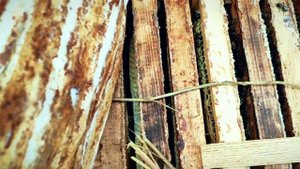 нужно ли осенью закрывать нижний леток? верхняя вентиляция в ульях ппс лысонь.