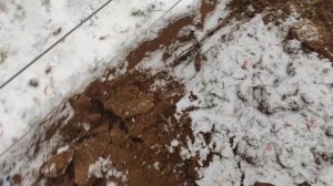 Укрываю, закапываю виноград в Ленинградской области на зиму. 03.11.24