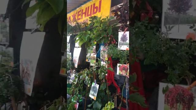 #Саженцы##ЛучшиеРастения##Опт#Розница##БесплатнаяДоставка##ПересылкаПочтой