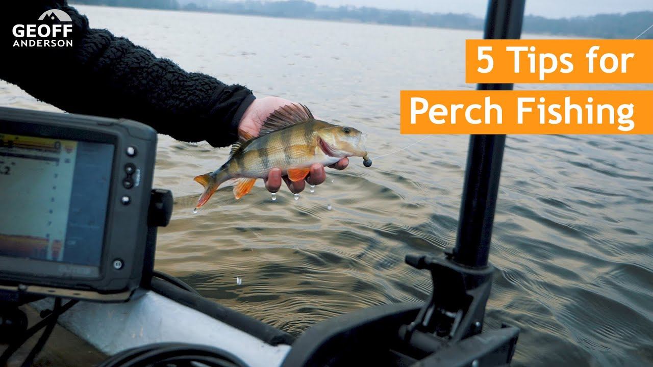 5 Tips for Perch Fishing: How to Locate and Catch Perch on a Big Lake
