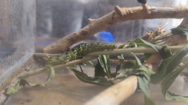 White-lined sphinx moth Белополосая сфинксовая моль (гусеница) смотреть онлайн