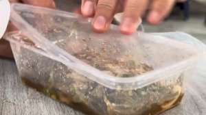 Знаменитый Тайский салат с живыми креветками .