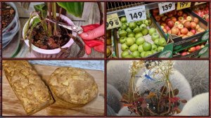 Закупка мяса на 9 тыс. Цены на яблоки и муку. Драгоценка Лудизия и адаптация новых калатей. Отвечаю