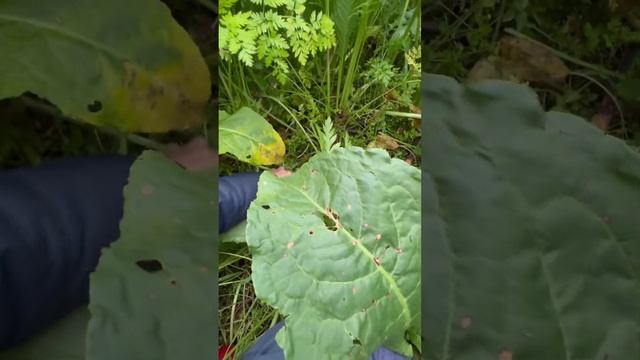 Нарезал салат fpv дроном 🥬🥦🌿 #drone #fpvdrone #fpv #дрон #квадрокоптер #салат #весна #витамины
