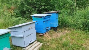 избавился от роевого настроения пчел по методу Евгения Днепра