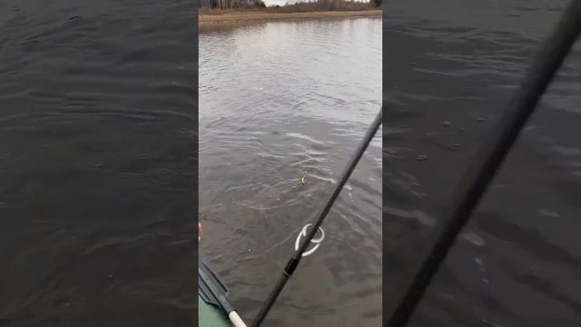 Осенний трофей. Щука на джиг #shorts #fishing #pike #pikefishing #рыбалка #спиннинг #щука #norstream