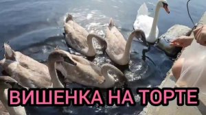 ОДНА ЗАБУХАЛА А ВТОРАЯ ОГОЛОДАЛА. ЮЛЯ СТАР. ОБЗОР