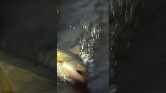 А на Волге клюёт! #shorts #fishing #рыбалка #spinning #спиннинг #судак #zander #волга #norstream