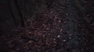 Самая длинная охота с лайками. Шах и Пуля охотятся 8 суток. Февральские подснежники.