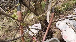 Цветет в апреле лимонная груша. Мой сад