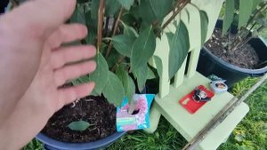 ЦВЕТУЩИЕ ГОРТЕНЗИИ НА ДАЧЕ У ЛЕНЫ 🌿МЕТАЛЛИКА,САММЕР БРИЗ , БОНФАЕР,ДАЙМОНД РУЖ,ПАНЫ