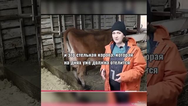 ДЕРЕВЕНСКИЙ ДНЕВНИК ОЧЕНЬ МНОГОДЕТНОЙ МАМЫ / Всякая всячина о туровской многомаме