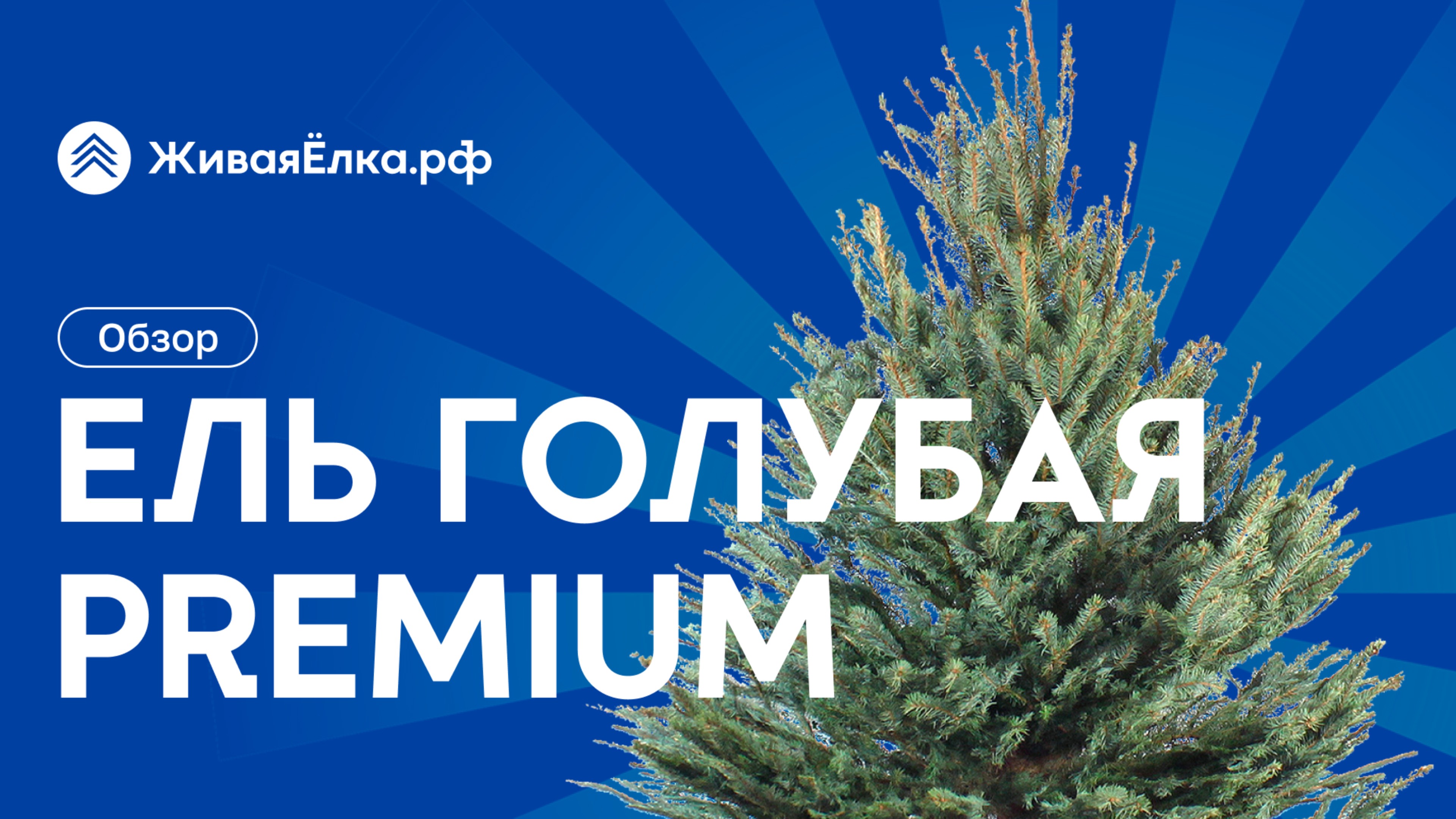 Голубая ель премиум — обзор, основные особенности, где купить | ЖиваяЁлка.рф