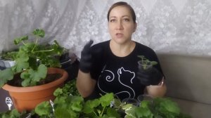 ЖАЛЕЮ,ЧТО не делала так раньше. СЕКРЕТНЫЙ СПОСОБ черенкования ПЕЛАРГОНИИ/ГЕРАНИ.