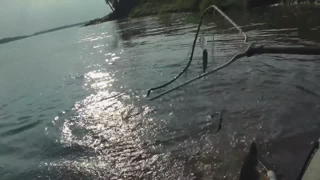 Обь, июль, ловля щуки