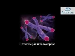 Теломеры и теломераза Их влияние на продолжительность жизни