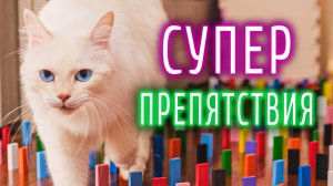 Новые испытания для кота: он готов ради хозяйки на все - КУСЬ-ШОУ – Супер челлендж с препятствиями