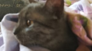 школа басиков,часть 1