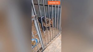 Приют для бездомных животных взялись построить зоозащитницы