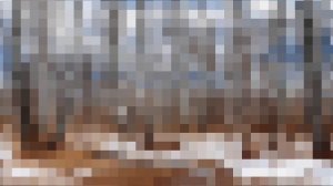 От весны до весны