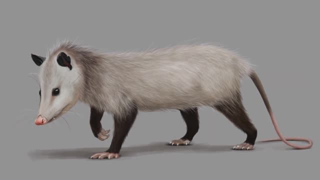 © Опоссум. 19.05.2024 смотреть онлайн