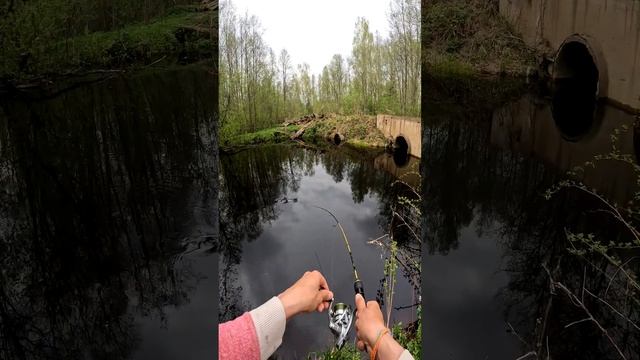 Огромная плотва на спиннинг в ручье! #shorts #fishing #norstream #рыбалка #fishingvideo