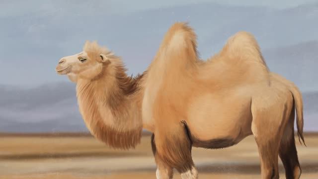 © Верблюд. 25.05.2024 смотреть онлайн