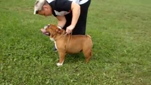 Ch. JCh Lav Lap Top Hamlet, 20 month old, video 2.