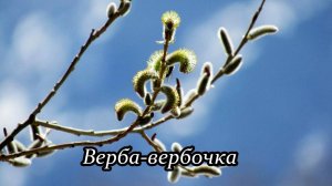 Верба-вербочка