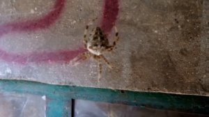 Паук крестовик