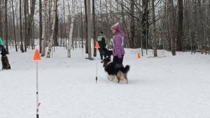 Соревнования Железная собака. 30.11.24. г. Соликамск.
Колли - Хаста Манана Проксени "Зайка"