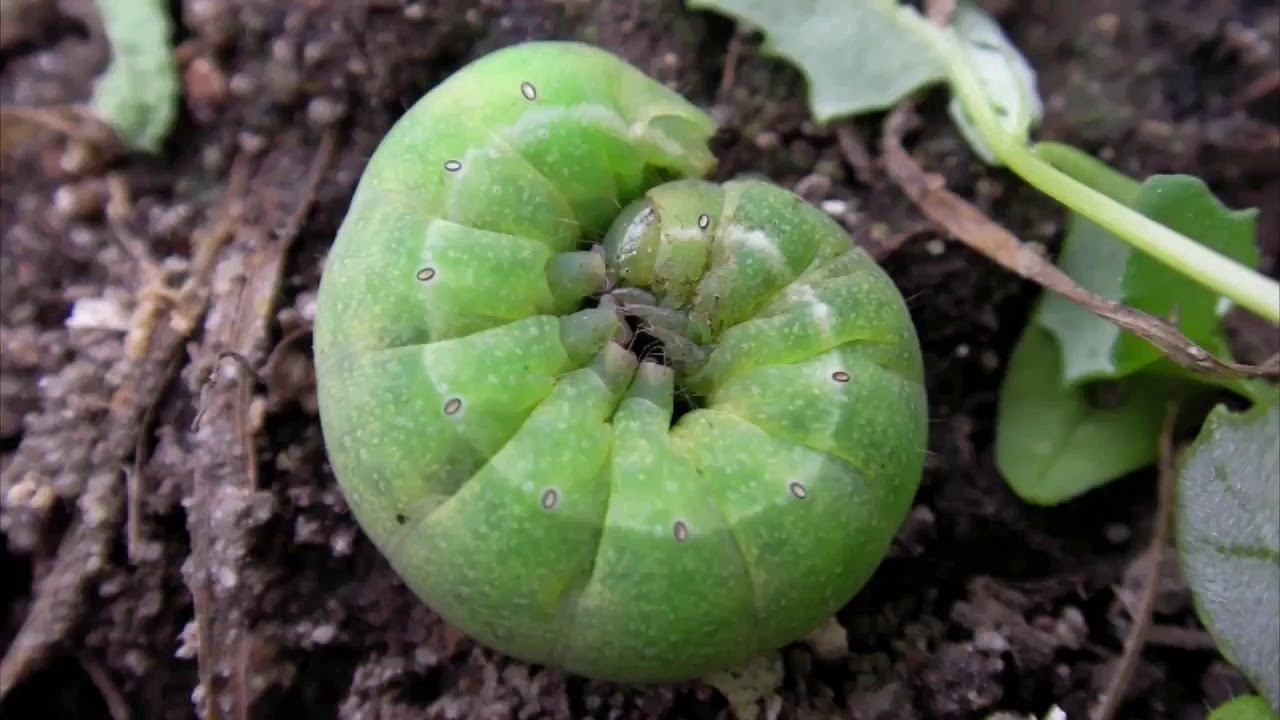 пластилин гусеница смотреть онлайн