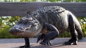 ☢ Аллигатор и ЯГ ПЗ ДЖИ 100 ☢