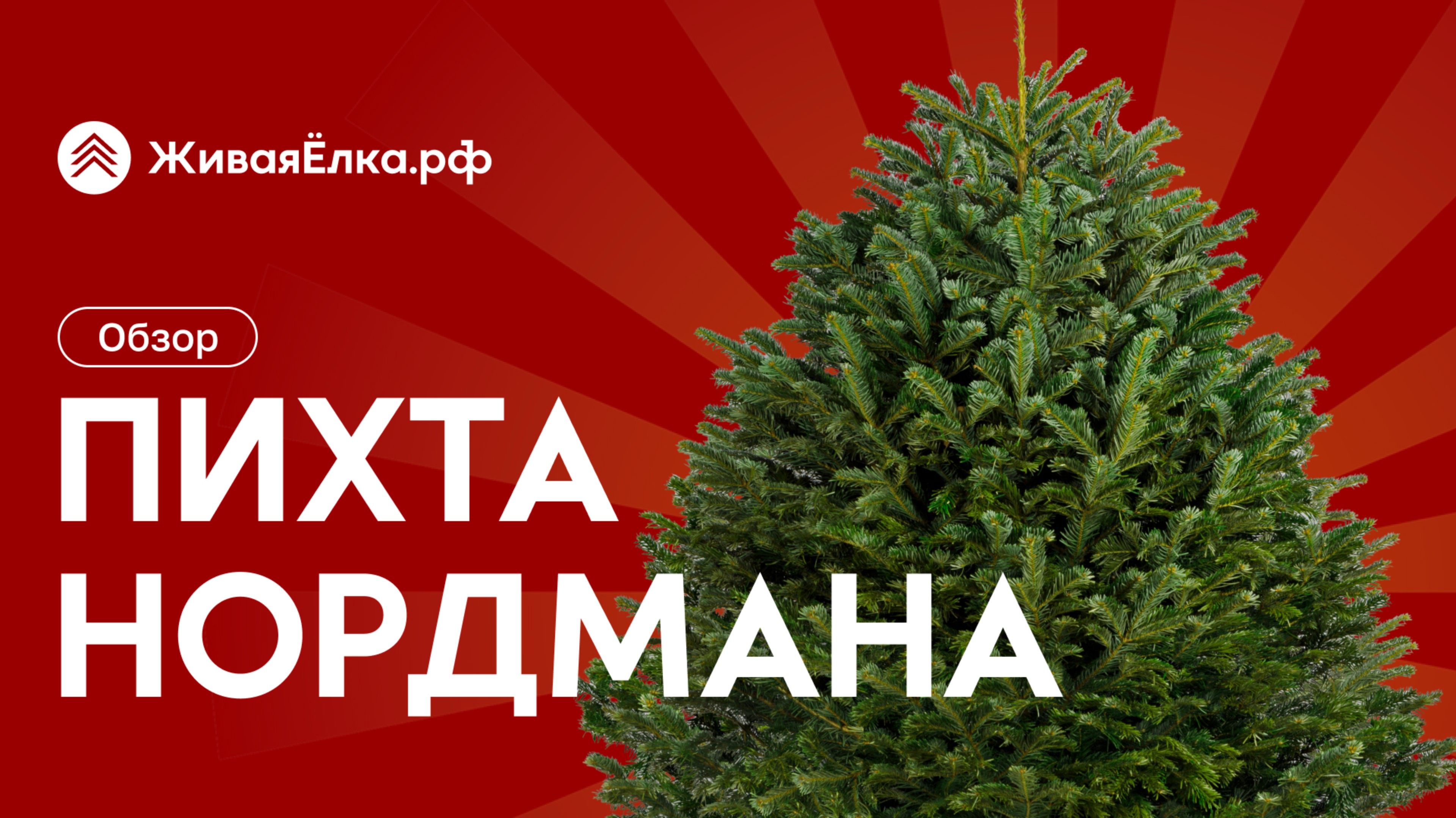 Датская ёлка Пихта Нордмана — обзор, основные особенности, где купить | ЖиваяЁлка.рф