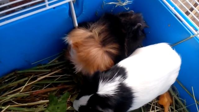 МОРСКИЕ СВИНКИ МАЛЫШИ - Guinea pigs babies | Хомячуля: Secret Life Hamster - Pets