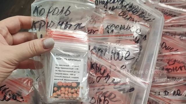 ТОМАТЫ - сорта проверенные годами! РАБОЧИЕ ЛОШАДКИ!