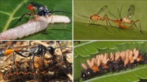 Изощрённые технологии управления людьми