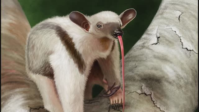 © Муравьед. 28.04.2024 смотреть онлайн