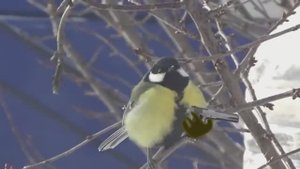 Умная синица