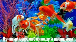 Нежный и крепкий СОН, глубокий релакс и успокоение нервной системы