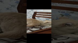 Мурка обижается, что её не пускают на кровать 😊