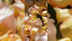 СРОЧНАЯ ОСЕННЯЯ ПОДКОРМКА РОЗ все рецепты и условия