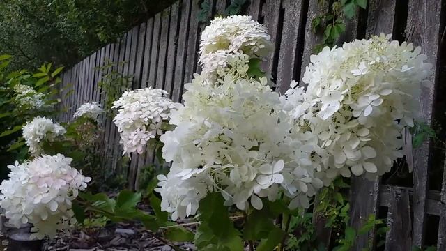 СРАВНЕНИЕ метельчатых гортензий М.Л.СПАРКЛ и ФАНТОМ  #гортензии #метельчатыегортензии