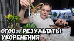 УКОРЕНИТЬ ЗАМИОКУЛЬКАС за 2 МЕСЯЦА? МОЙ ШОКИРУЮЩИЙ ОПЫТ!