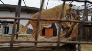 Новые  проказы львенка Шерхана из тайгана \ Сколько времени  Шерхану  требуется, чтобы  загрызть мя